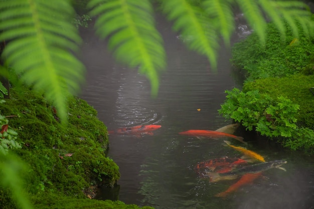 Koi fish swim in a stream of waterfalls covered with a variety\
of plant in the tropicals rain forest