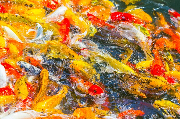 Koi fish swimming beautiful color variations natural organic