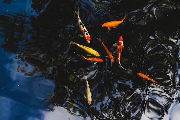 Koi fish swimming in a pond in garden