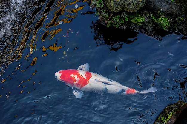 A koi fish swimming in a pond