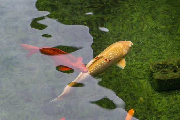 Photo koi fish swimming in the pond