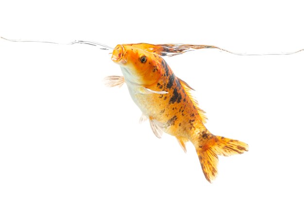 Photo koi fish swimming underwater on white background