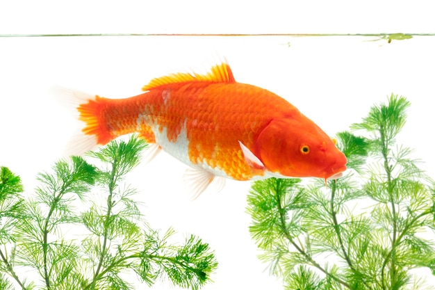 Koi fish swimming underwater on white background