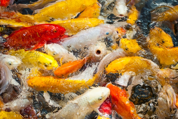 Koi fish swimming