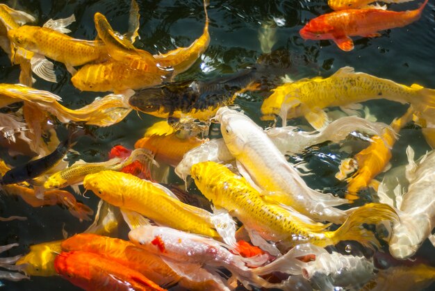 Koi fish swimming