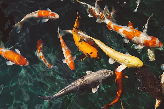 Koi fish in the water with goldfish