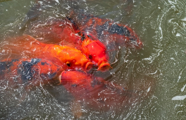 Foto koi fish zwemmen in het zwembad