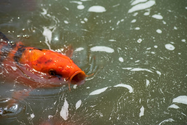 Foto koi fish zwemmen in het zwembad