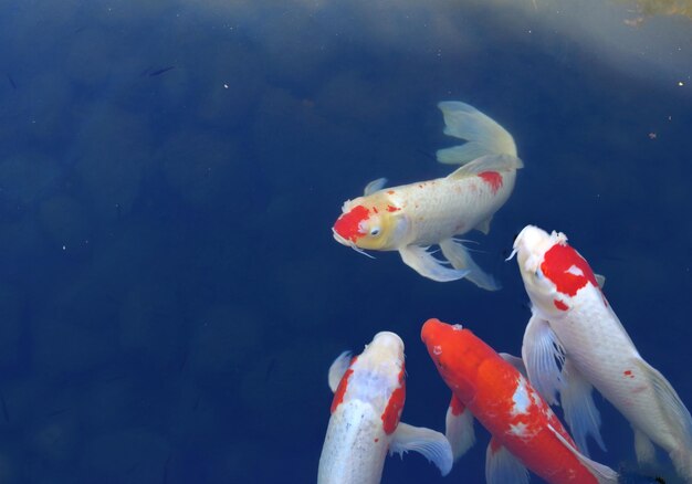 Koi fish