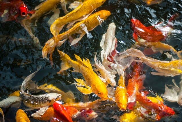 Koi fish