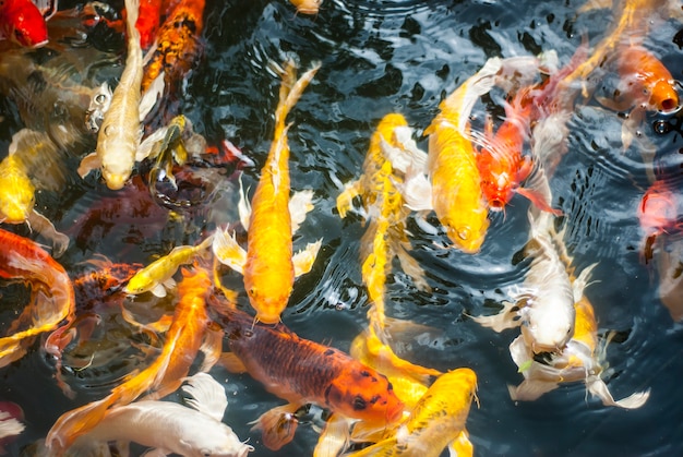 Koi fish