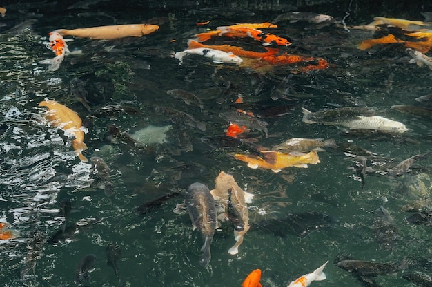 koi fishes in the Balinese pond