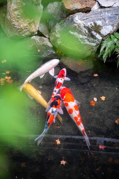 Photo koi fishes