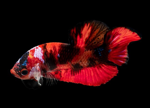 Foto koi galaxy fantasia betta pesce combattente siamese in movimento azione con sfondo nero.