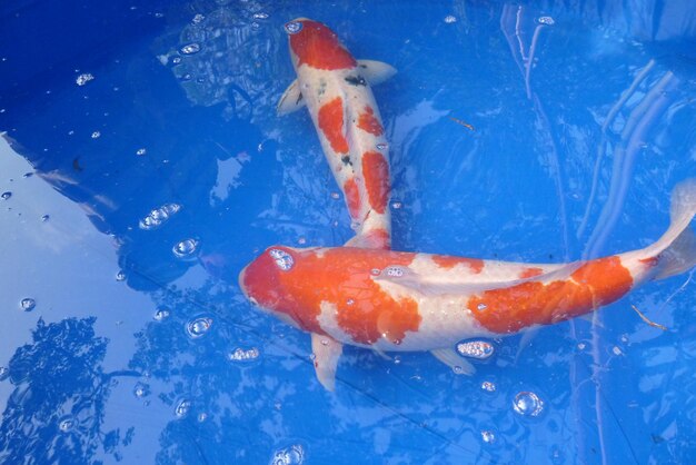 Koi is a variant of carp and is a common ornamental fish