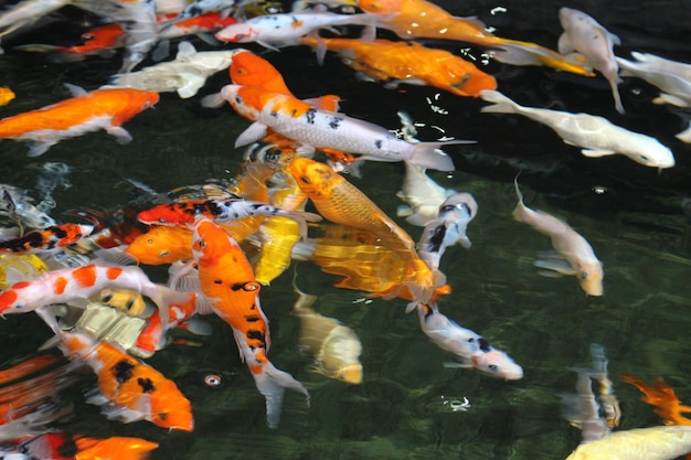 Koi-karpers zwemmen in een vijver
