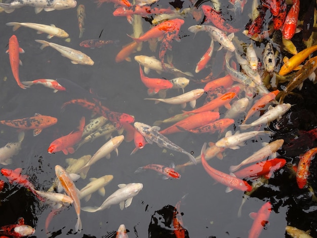 Koi-karpers zwemmen in een vijver