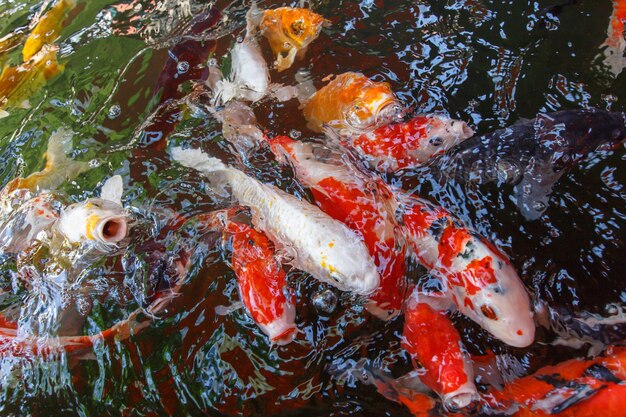 Koi-pool in water