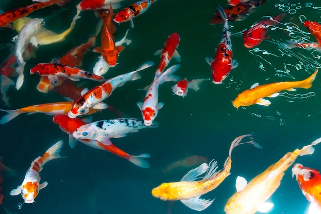 Koi Swim swimming in the pond