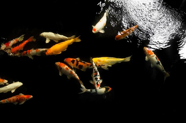 Koi swimming in a water gardenColorful koi fishDetail of colorful japanese carp fish swimming in pond