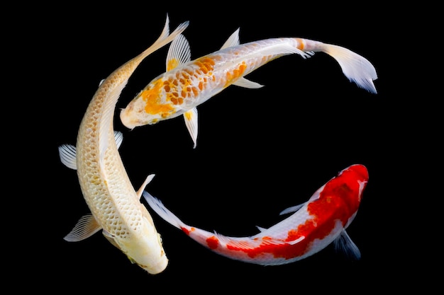 Foto koi vis geïsoleerd op zwarte achtergrond gouden vis in het aquarium