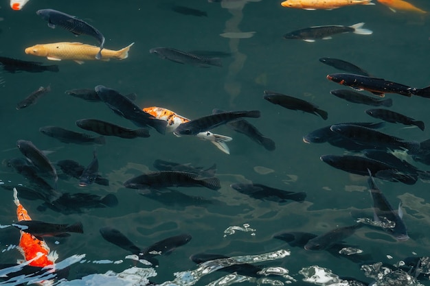 koi vissen in de Balinese vijver