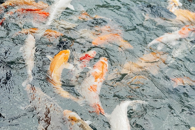 koi vissen in de Balinese vijver