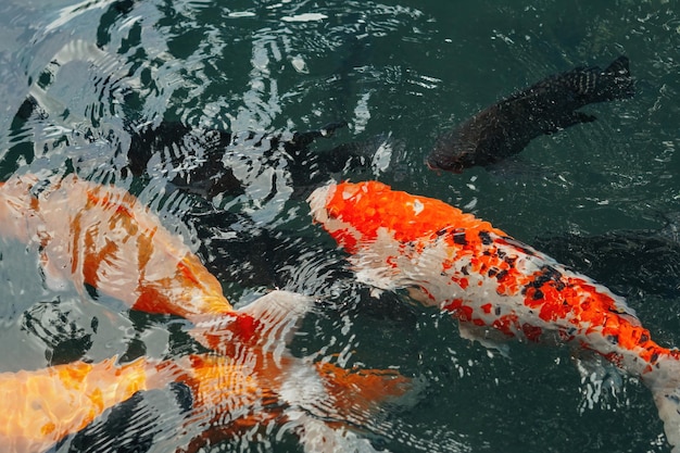 koi vissen in de Balinese vijver