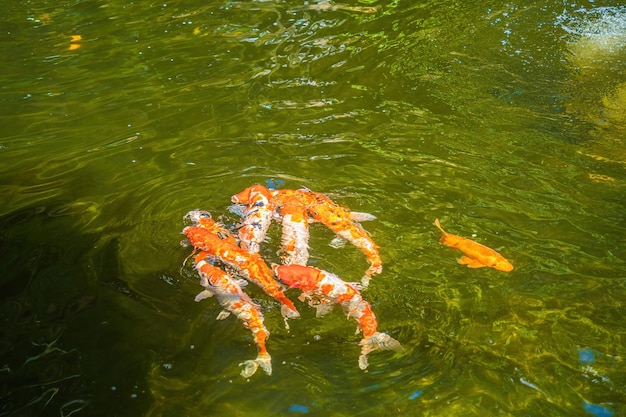 Koi vissen zwemmen kunstmatige vijvers met een prachtige achtergrond in de heldere vijver Kleurrijke decoratieve vissen drijven in een kunstmatige vijver van bovenaf