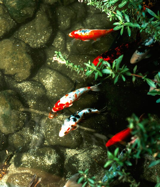 Foto koivissen in het aquarium