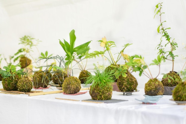 Kokedama-ballen met een paar planten op een witte tafel