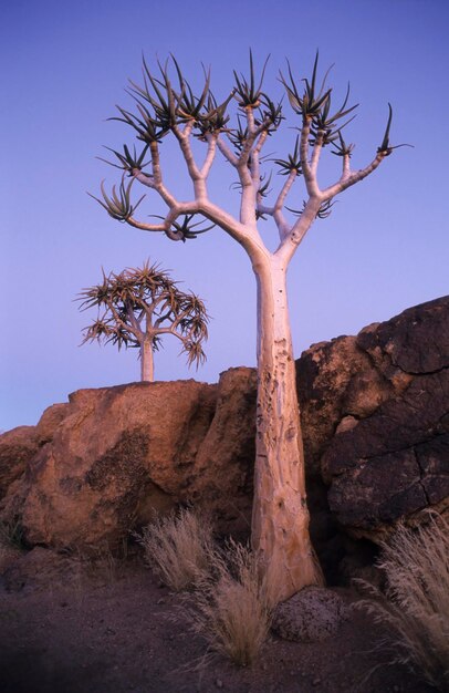 Photo kokerboom aloe dichotoma blue hour namibia africa