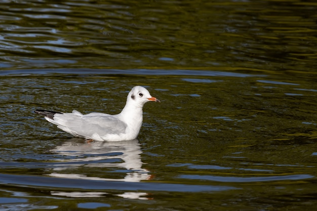 Kokmeeuw (Chroicocephalus ridibundus) drijvend in Hedgecourt Lake