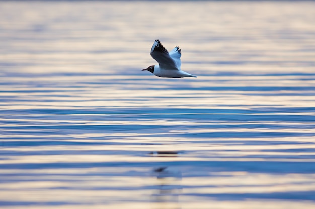 Kokmeeuw (Chroicocephalus ridibundus) vliegt boven een meer bij zonsondergang