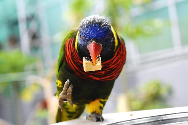 Kokos lorikeet Trichoglossus haematodus roodborstige papegaai