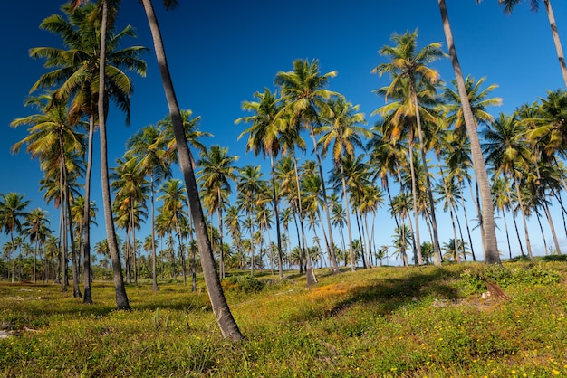 Kokosbos Forte strand in de buurt van Salvador Bahia Brazilië Tropisch landschap