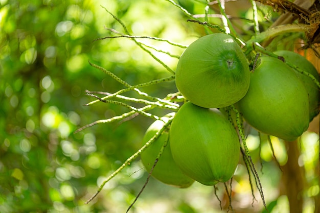 Kokosnoot aan boom, Verse kokosnoot aan de boom, Groene kokosnoten die aan boom hangen