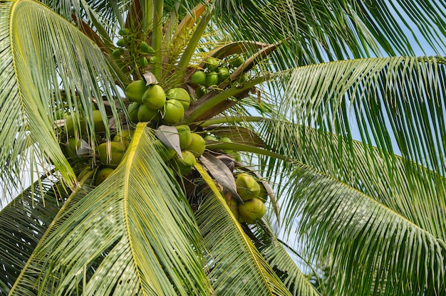 Kokosnoot aan de boom. Het fruit is gunstig voor het lichaam. Hoge vitamine en goed voor de gezondheid in Thailand.