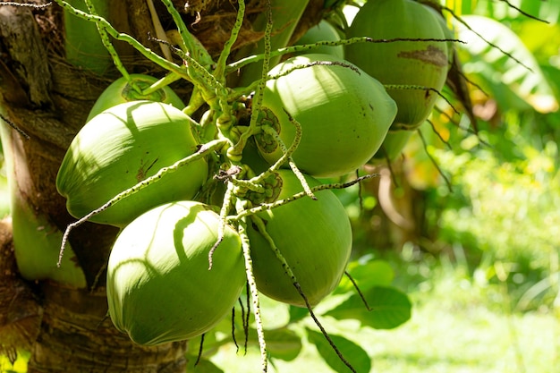 kokosnoot aan de boomVerse kokosnoot aan de boomGroene kokosnoten aan de boom