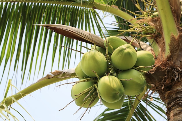 kokosnoot fruit op kokosnoot boom in tuin Thailand.