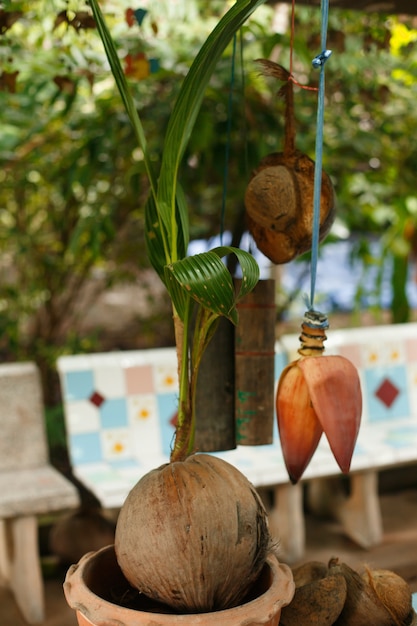 Kokosnoot geplant in een pot voor kieming. Kokosnoot gaf een nieuwe spruit.