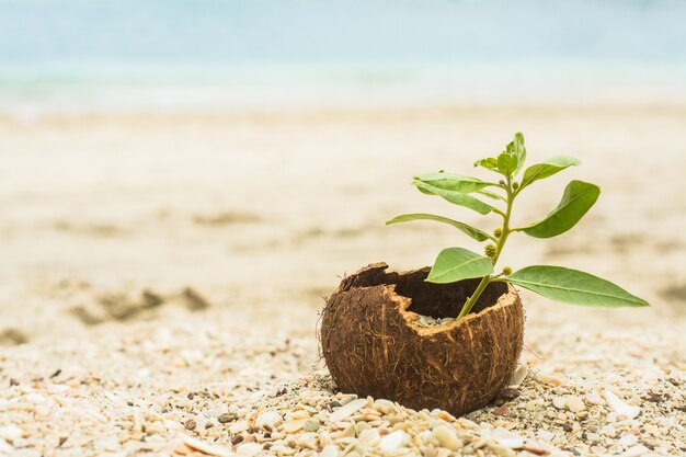 Kokosnoot met een plant, leven