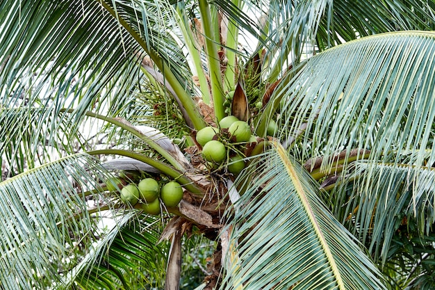 Kokosnoot op boom