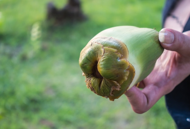 Kokosnoot op een groene achtergrond