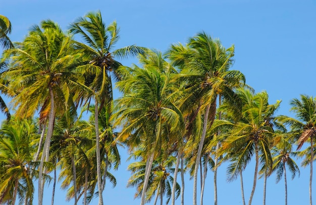 Kokosnootbos op zonnige dag met blauwe lucht in Paraiba, Brazilië