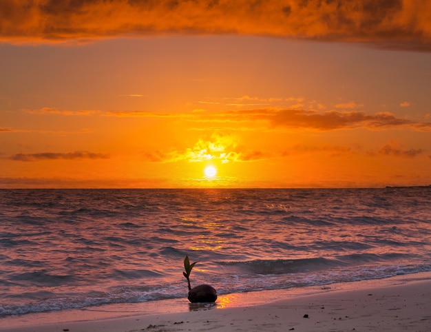 Kokosnootspruit in zonsondergang tropisch strand