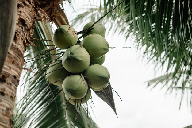 Kokosnoten hangen aan een palmboom in een exotisch tropisch land