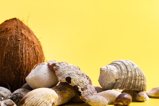 Kokosnoten, rotsen en schelpen in strandconcept