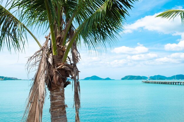 Foto kokosnotenbomen en een prachtige blauwe lucht aan het strand in thailand