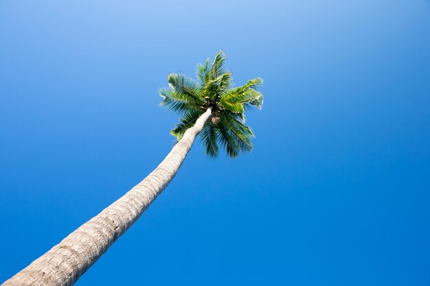 Kokosnotenpalm in blauwe hemel